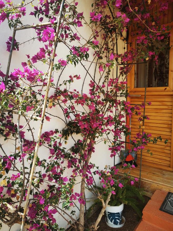 Kikiki House Konuk evi Puerto del Rosario  Dış mekan fotoğraf